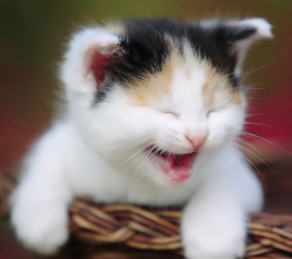 猫咪挑食不吃猫粮很瘦营养不良,挑食猫咪吃什么猫粮