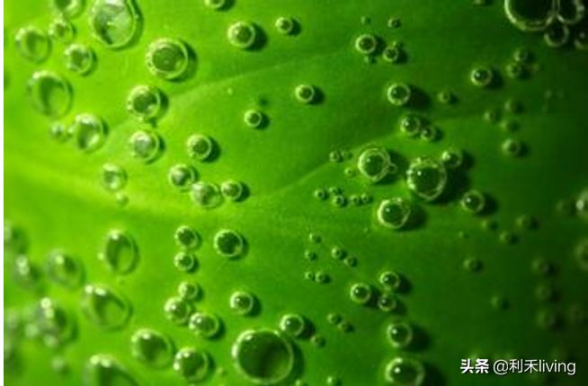 胎盘多肽提高免疫力,多肽增强免疫力效果好吗