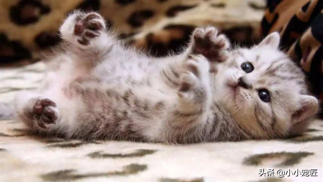 猫屁股的三大秘密,猫咪屁屁的颜色