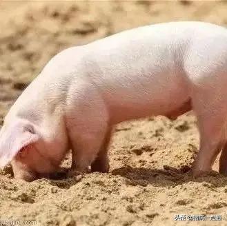 补铁是口服药快还是注射用快,补铁一定要补到正常值吗