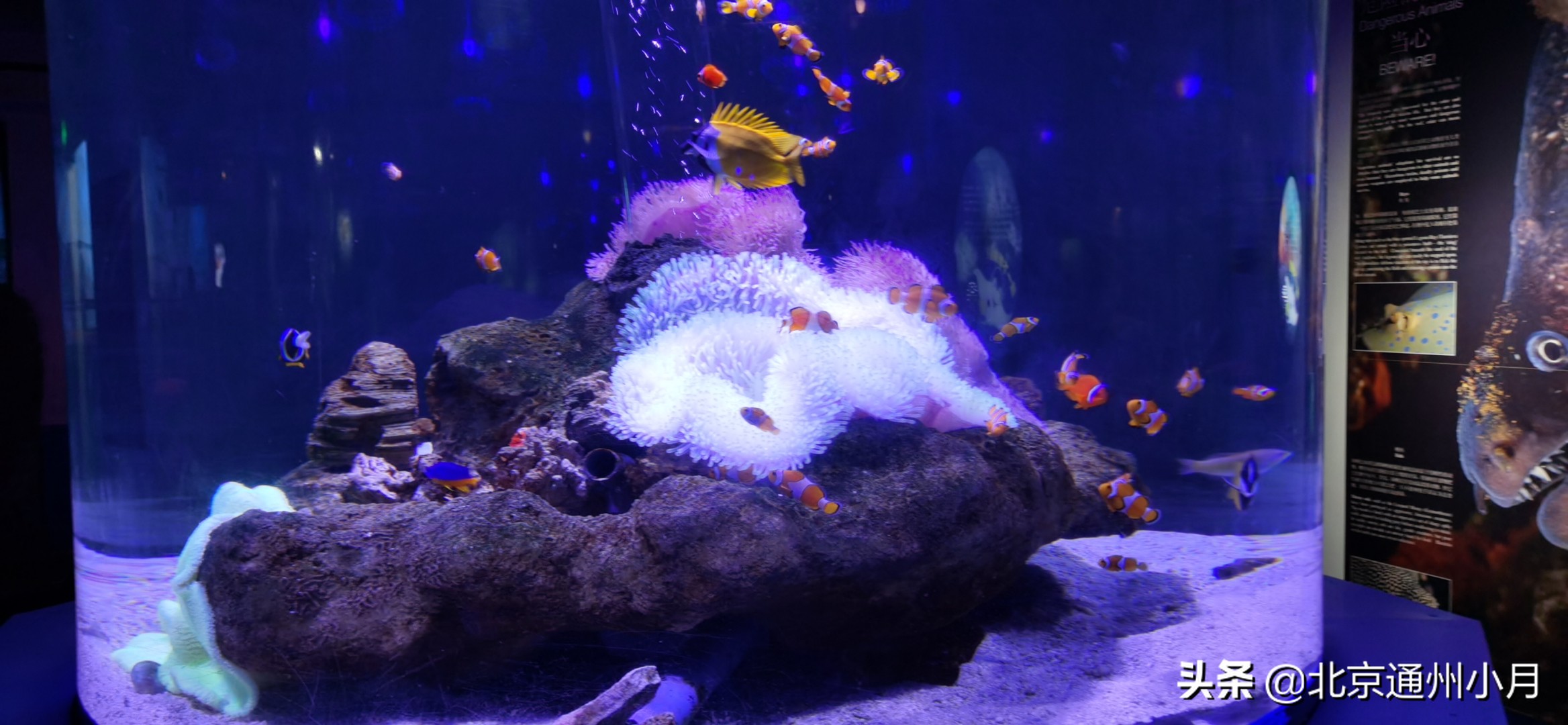 值得去看的海底世界,北京市海底世界门票多少钱