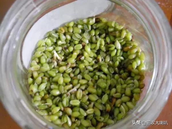 没这样吃过小麦,还好意思说你是农村人?烤麦,满满的回忆!