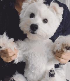 什么狗适合陪孩子长大不掉毛好养,有不会掉毛的狗子