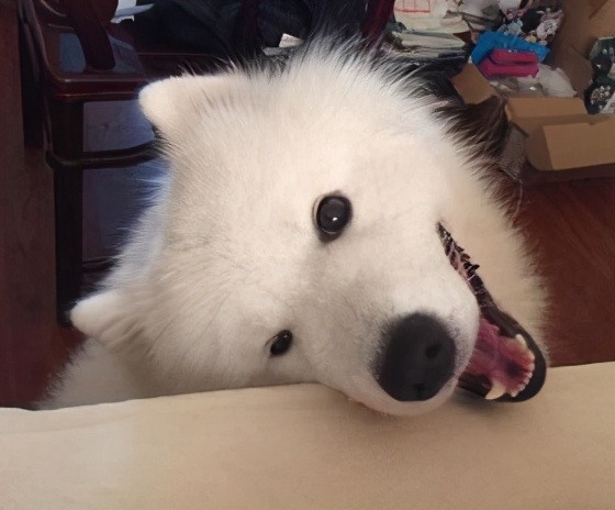 狗狗扑到主人身上各种撒娇,狗狗求救信号有惊无险