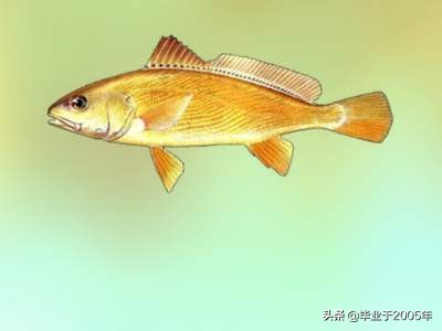 辽宁的水产品有哪些,辽宁常见的鱼