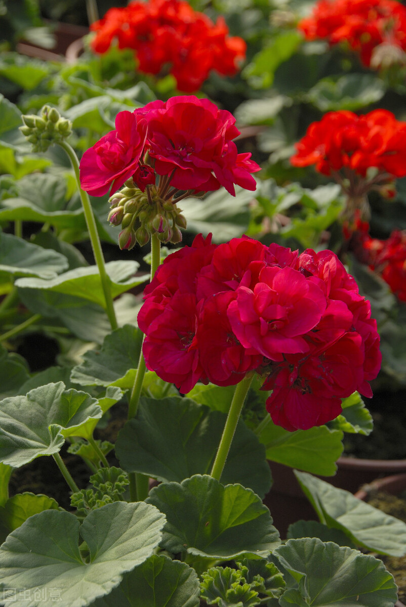 那些令人赞叹的庭院花卉,5种庭院生活方式的花卉