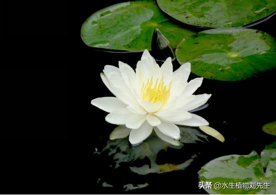 睡莲种块的种植方法和注意事项,睡莲种植方法种土里全过程