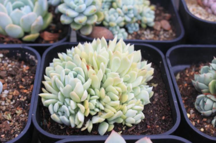 多肉植物的煤烟病图片,多肉植物得了煤烟病怎么治