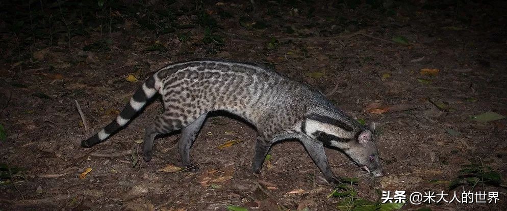 你知道这些皮草奢侈品是导致它已经在香港灭绝的主要原因吗？