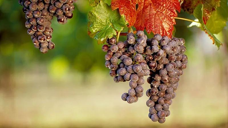 黑皮诺十大代表酒款,黑皮诺酒