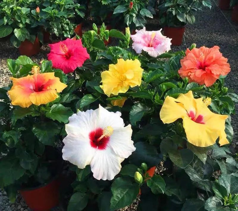 扶桑花养护方法大全,春天养这7种花