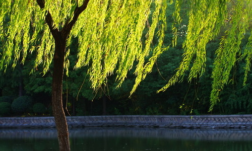 苗木行业现状及前景,苗木市场整体的发展趋势