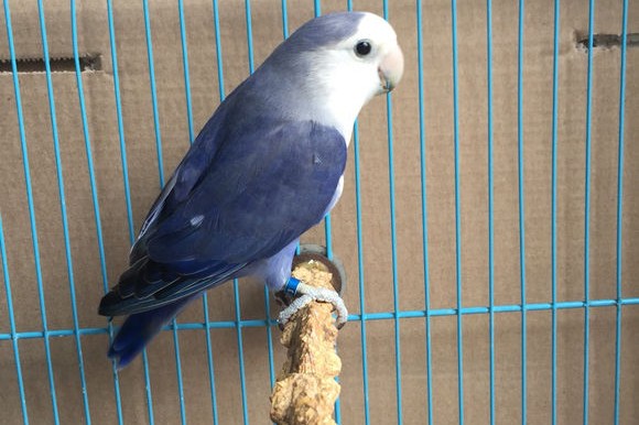 普兰牡丹鹦鹉是头类还是面类,面类牡丹和头面牡丹鹦鹉如何区分