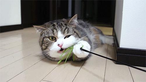 哪些猫咪玩具对小猫有害 (对猫咪有益的玩具)