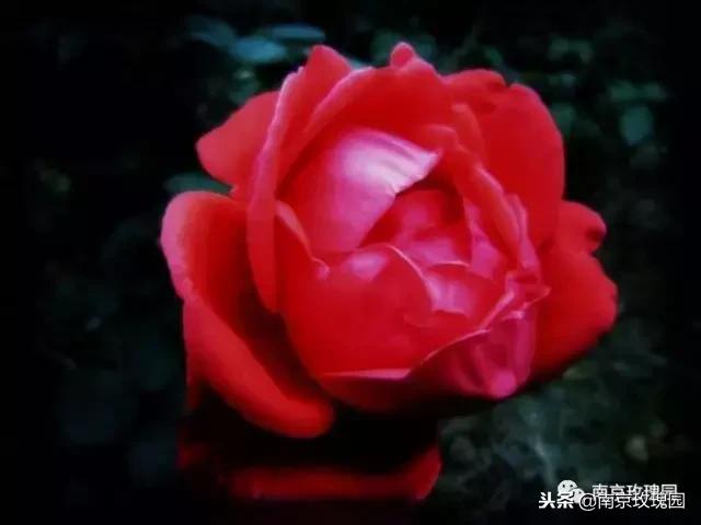 「花师傅开课啦」爱花人必知！南京*瑰园玫**为你科普百种玫瑰