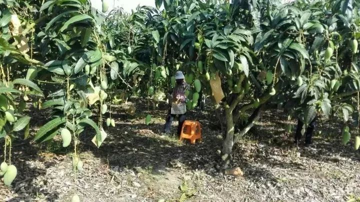 越南大青芒芒果中的巨无霸,越南大青芒泰国酸脆青芒果