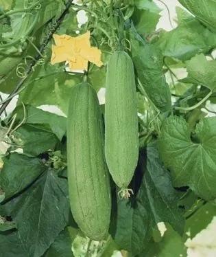 蔬菜美容护肤方法,美容蔬菜排行榜