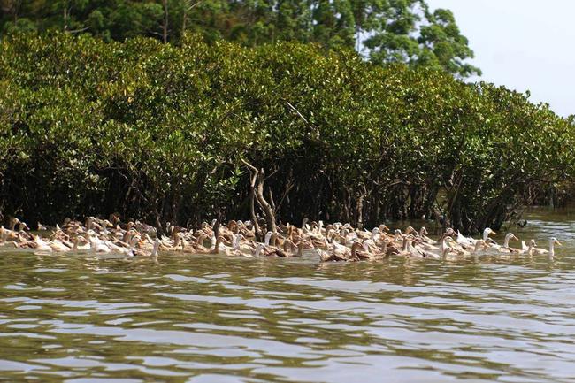 海鸭蛋被央视曝光了你还在吃吗,有些人买的海鸭蛋为什么不流油