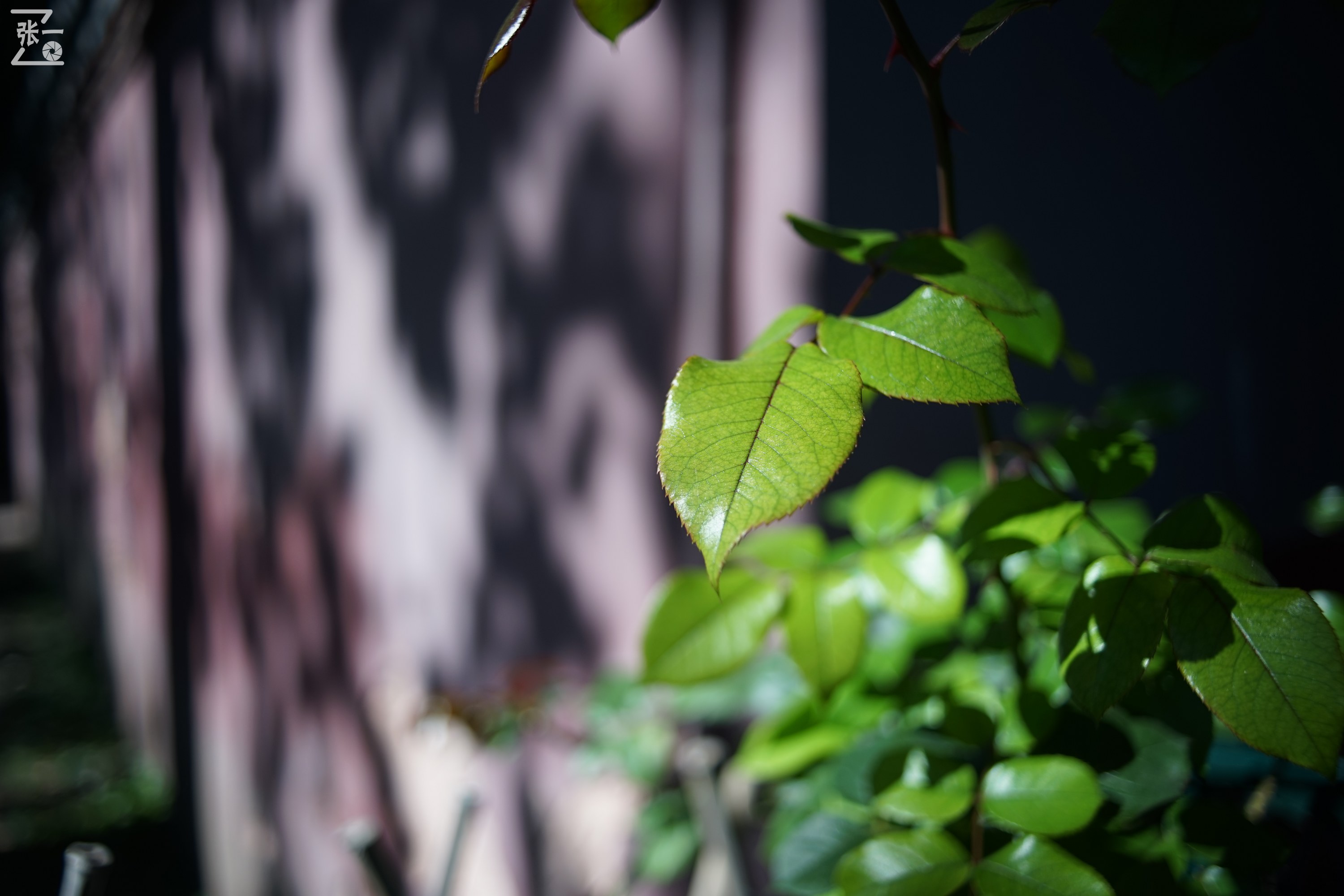 镜头测试：蔡司红T28/2.8+索尼微单A7实拍北京景山公园
