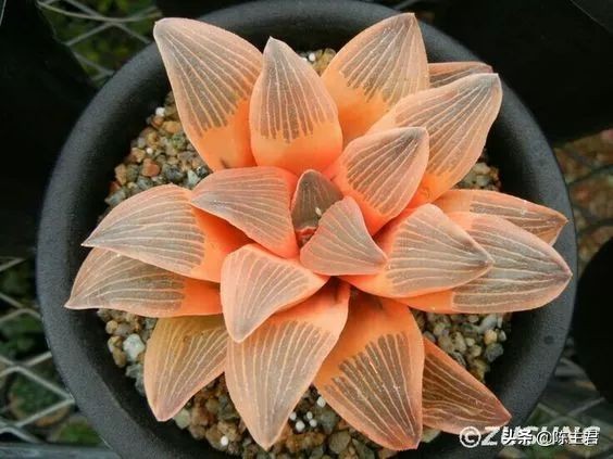 十大最贵法师多肉排行榜,玉露多肉最贵多少钱一棵