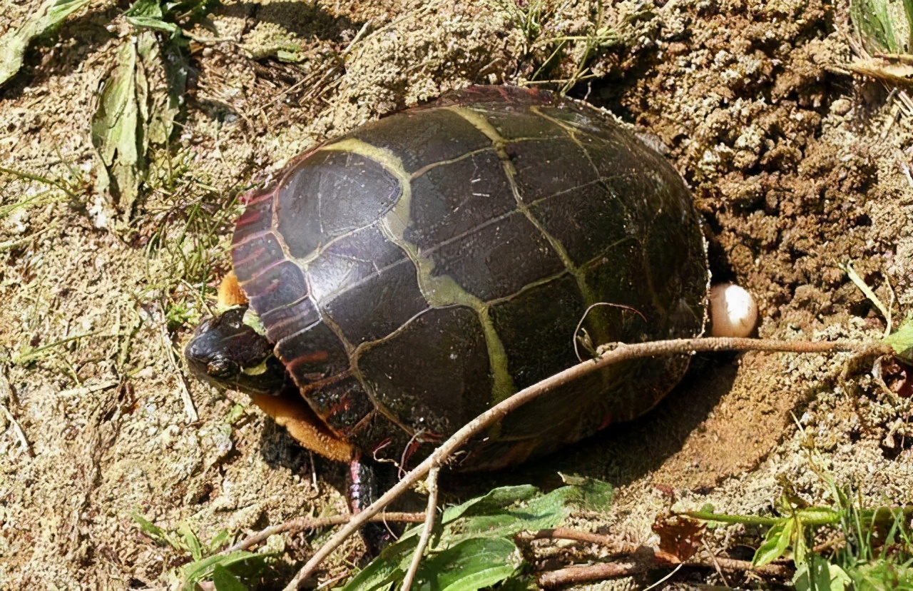 母猫交配时还很温顺，为什么交配后就会转头攻击“丈夫”？