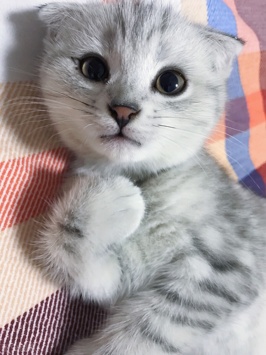 猫咪难产大猫会有危险吗,猫难产怎么挽救