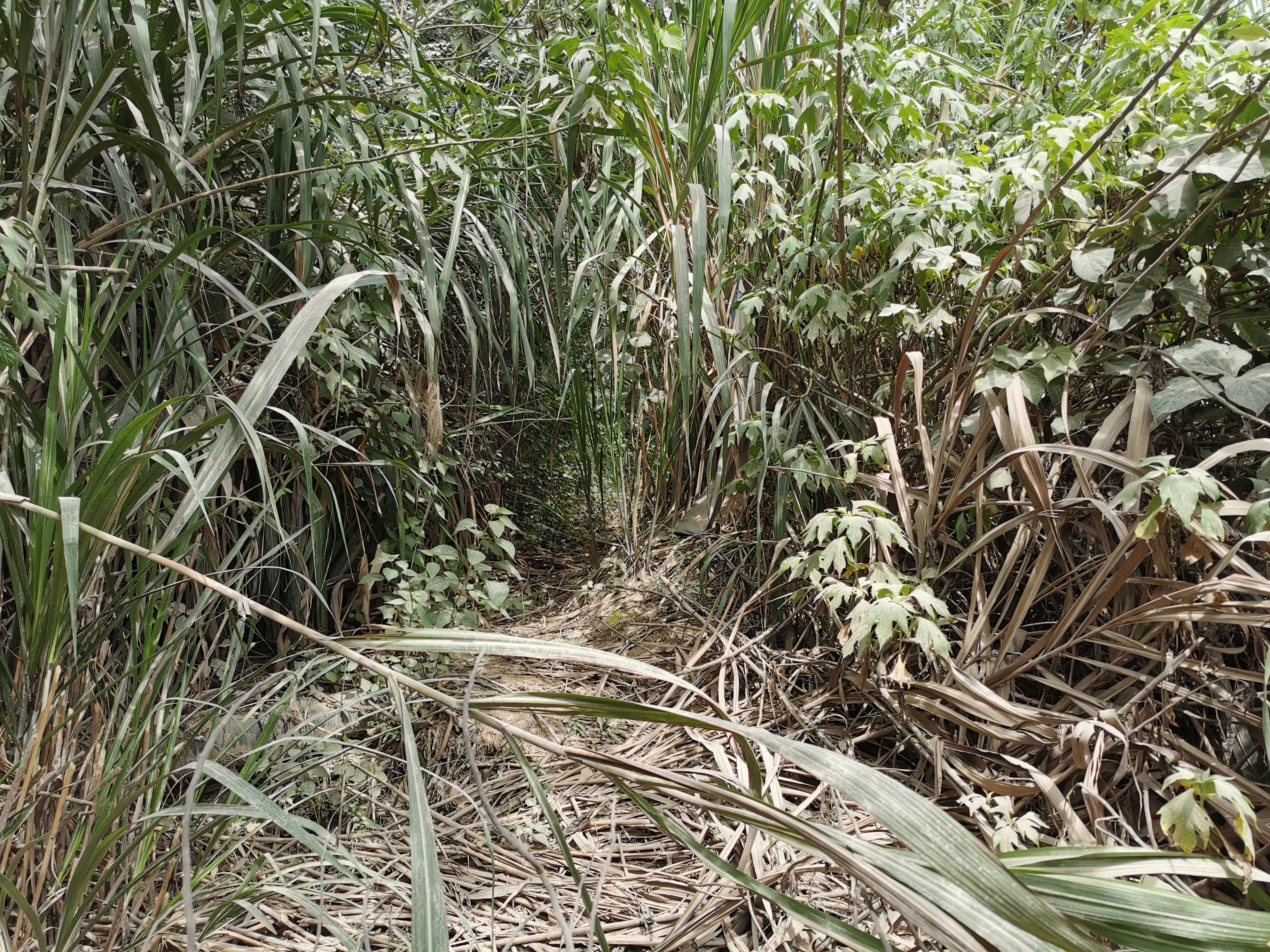 福州周边古道行之：三十六弯—恩顶—竹园岭，偶遇大野猪夹子
