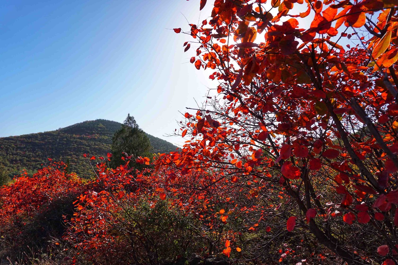 郑州漂亮的秋色风景,郑州的这些湖畔藏着最美的秋色