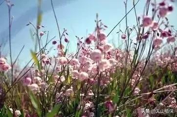 野外发现珍贵的植物千万要注意,新疆南疆常见荒漠野生植物