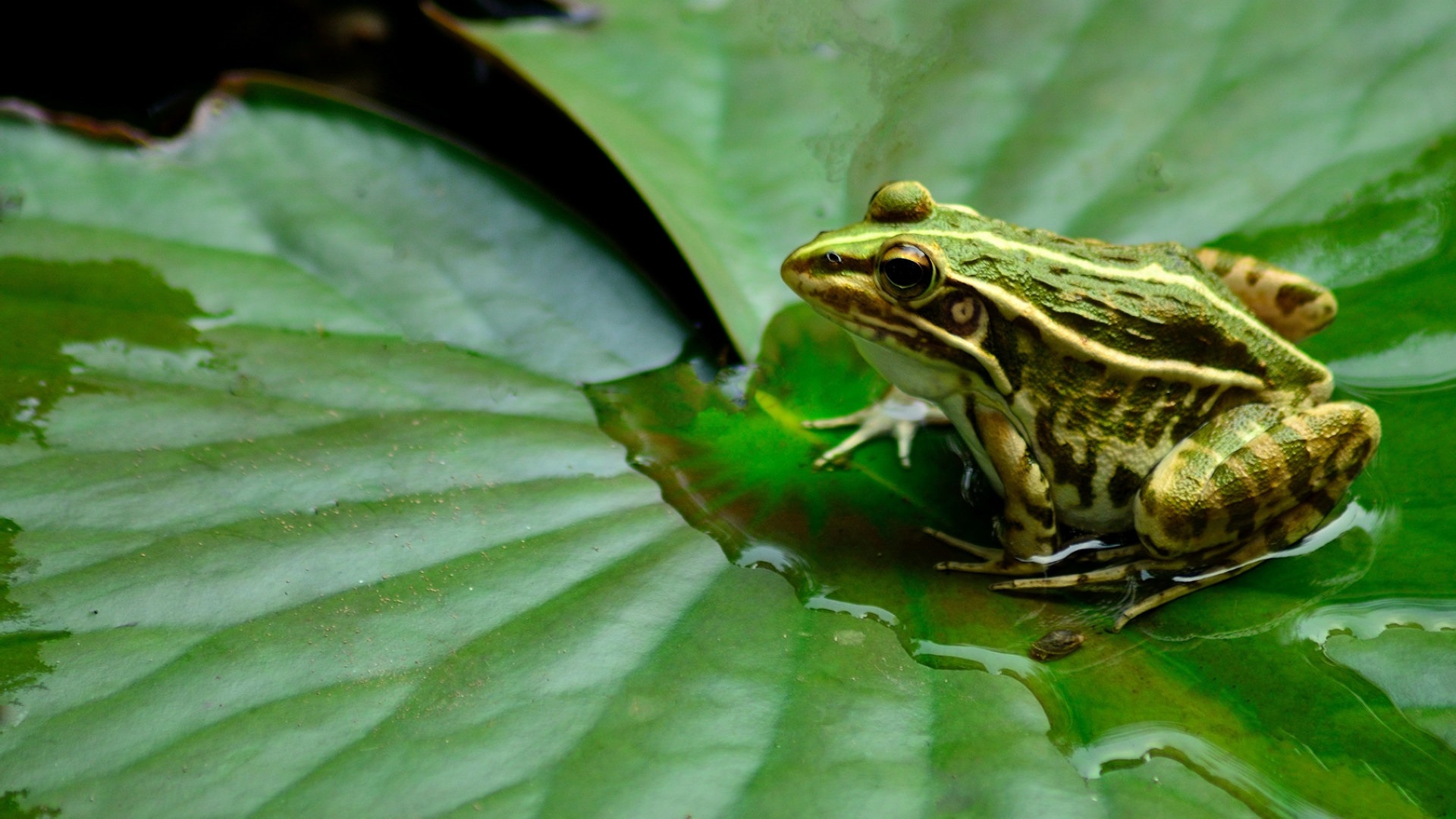 怎么区别林蛙蝌蚪和癞蛤蟆蝌蚪,林蛙蝌蚪变成林蛙的时候的过程
