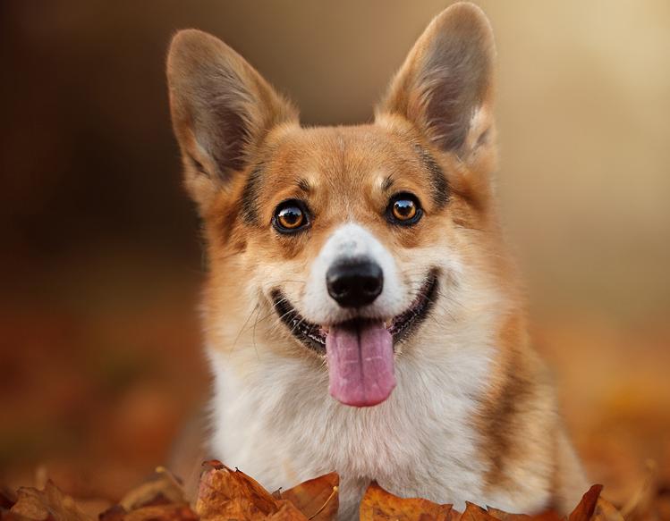 柯基吃什么狗粮最好最有营养,柯基吃什么狗粮比较合适