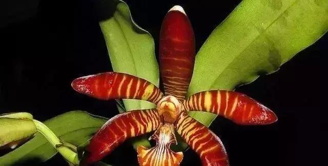 五种最具欣赏价值的兰花,欣赏史上最全的兰花