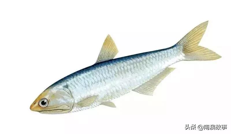 南澳渔民出海最常见的50种海鱼，都吃过，你就能退休了！
