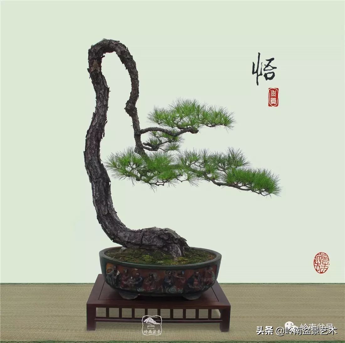 山松马尾松盆景,盆景大师郑永泰有书吗