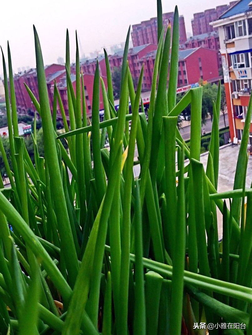 家里种葱的方法视频教程,家里种葱的正确方法