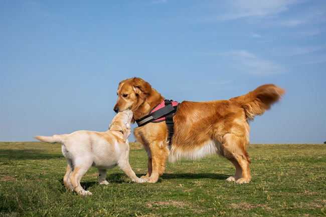 金毛牙龈肿痛用什么药,金毛牙龈出血怎么回事
