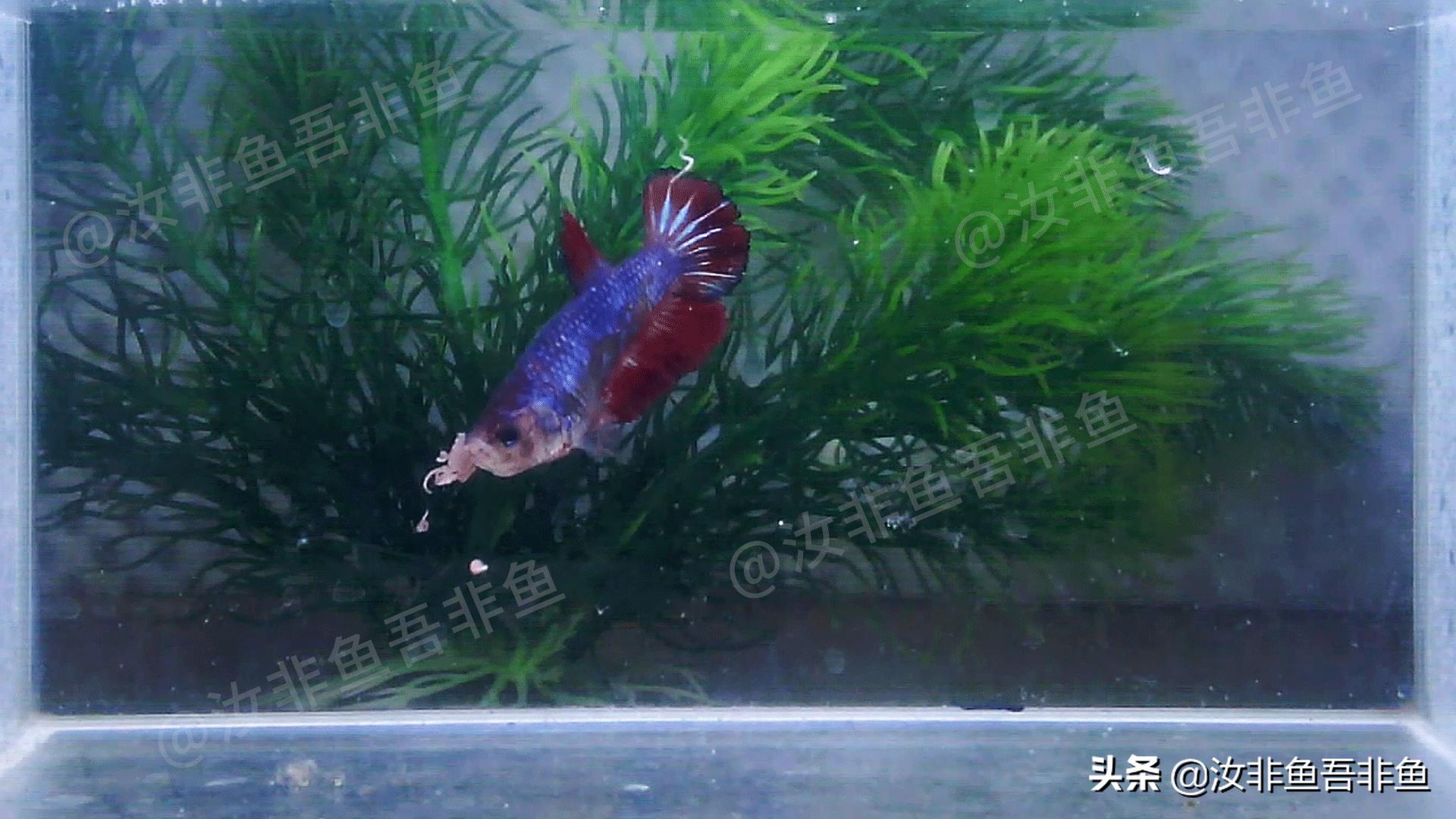 斗鱼白点病治疗过程图片,斗鱼白点病怎么治最好