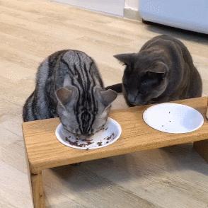 猫和老虎能杂交生育吗,猫和老虎可以生育吗