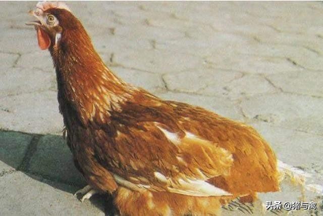 鸡传染性支气管炎疫苗哪种好,颠覆认知的健康知识