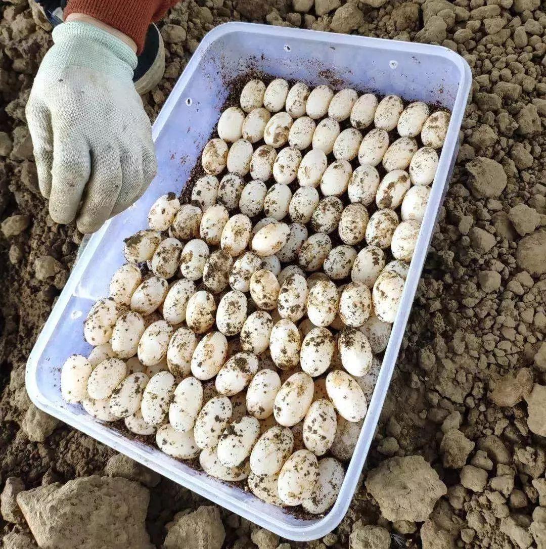 顺德龟苓膏正宗店铺,台山老字号龟苓膏