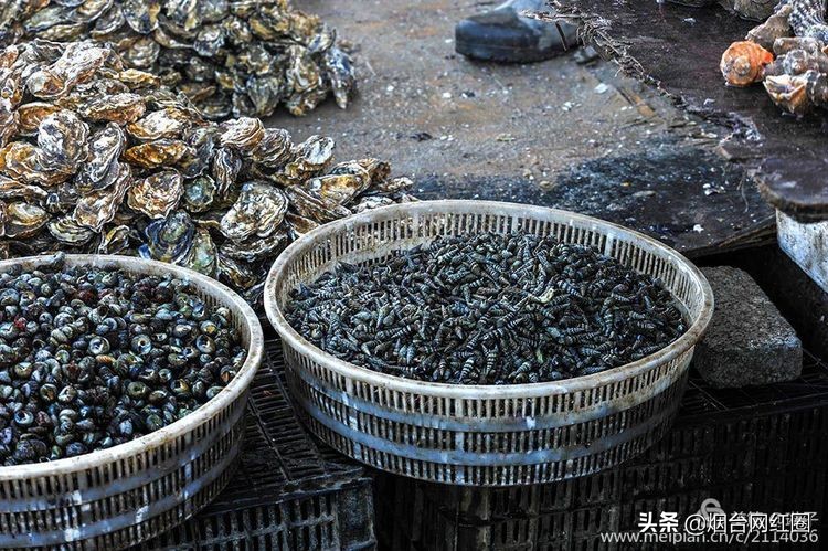 烟台莱阳海鲜早市,烟台老红利市场早市