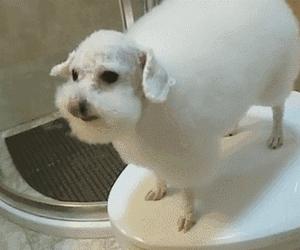 这6种狗很危险,这6种比熊犬不能买再喜欢也不行