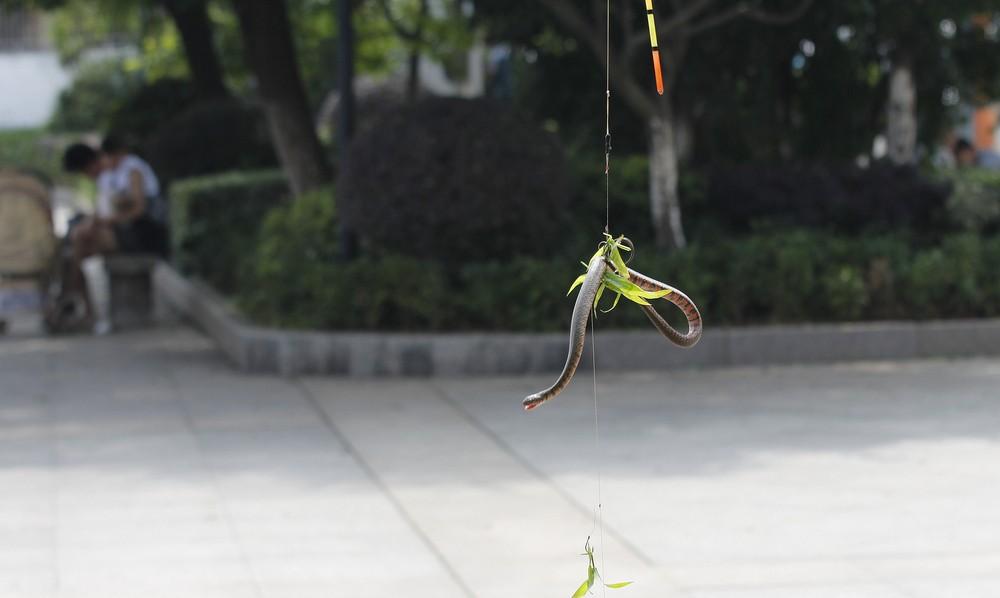 野钓驱蛇防蛇简单方法,水蛇碰到水会怎么样