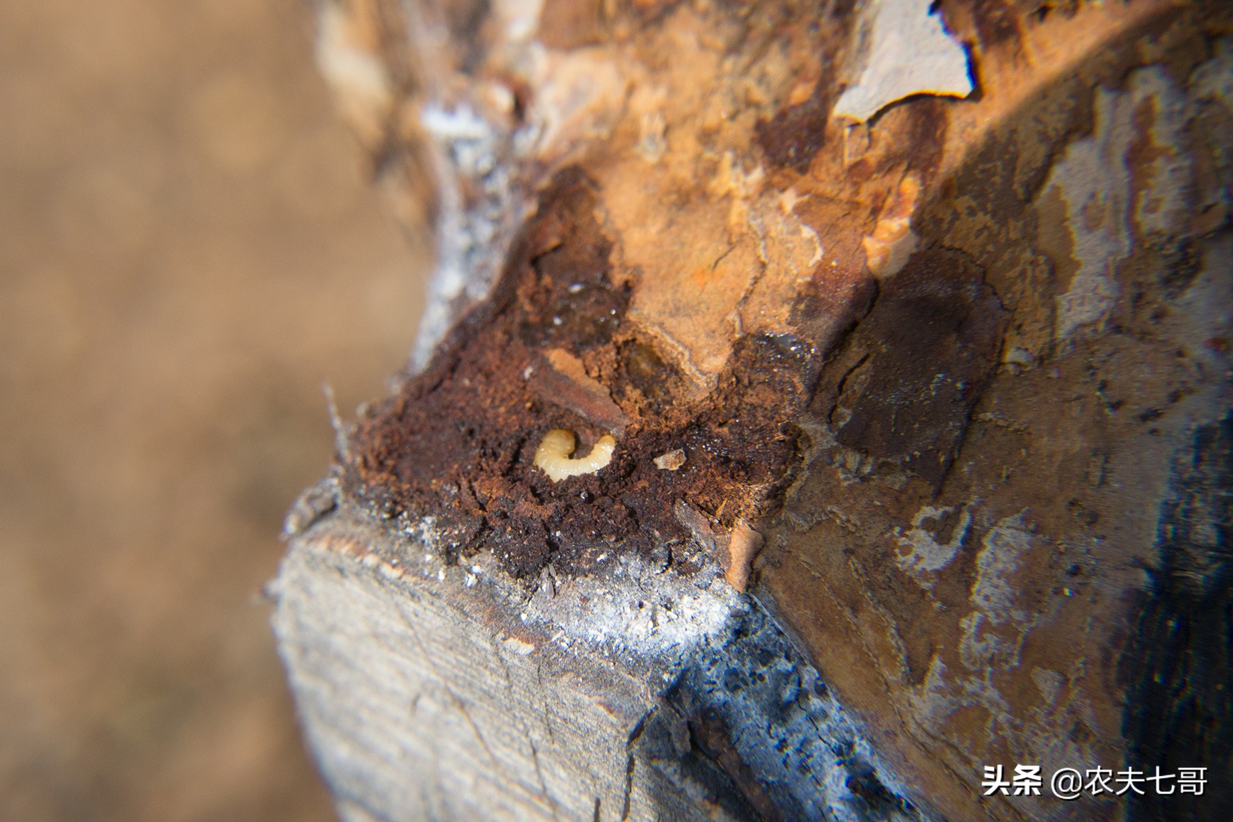 苹果树蛀心虫有几种,黄皮果树树心有虫子怎么消除