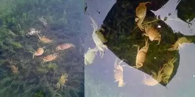 时间不等人!清明节将至:池塘里还有青苔的养殖户要抓紧处理了!