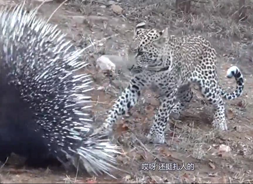 豹子成功吃豪猪,豹子偷袭豪猪