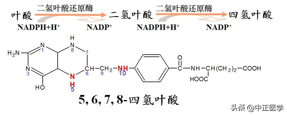 孕妇吃活性叶酸还是复合型叶酸,叶酸代谢障碍的孕妇怎么吃叶酸