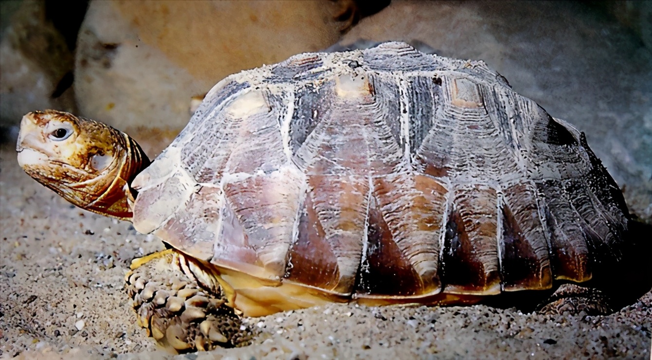 龟类大百科,大眼睛龟类