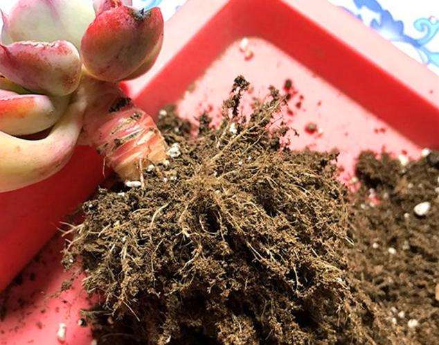 新手养多肉的方法和技巧视频,要想多肉养得又肥又大用什么方法