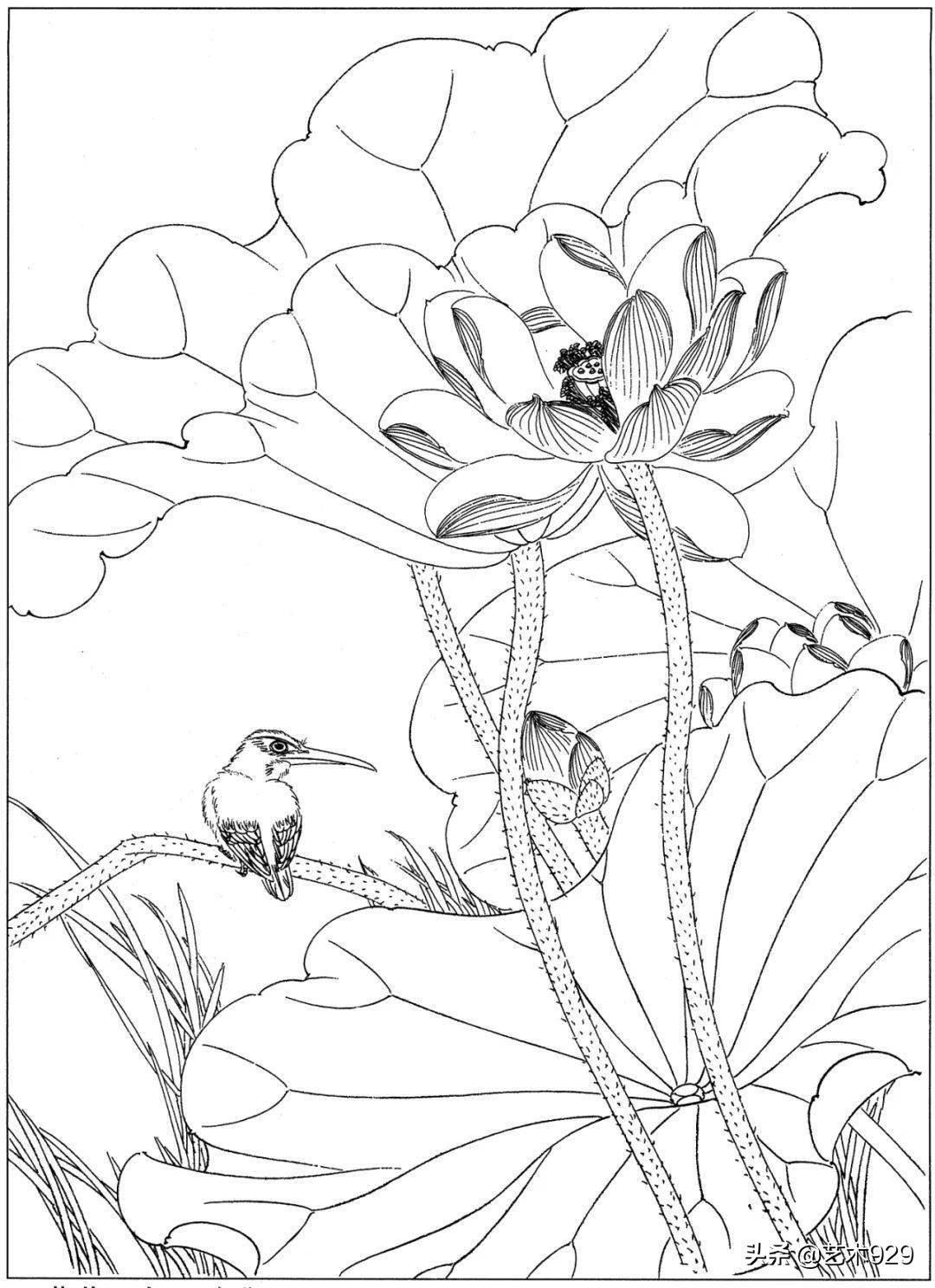 适合初学者的荷花白描画稿,荷花小品实用白描画稿